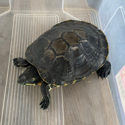 vetexotics-docteur-werts-veterinaire-animaux-nac-animauxdecompagnie-animauxdezoo-animauxexotiques-monthey-choex-valais-11