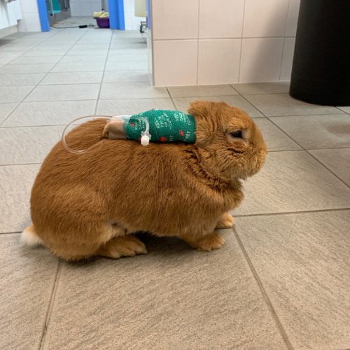 vetexotics-docteur-werts-veterinaire-animaux-nac-animauxdecompagnie-animauxdezoo-animauxexotiques-monthey-choex-valais-13