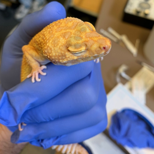 vetexotics-docteur-werts-veterinaire-animaux-nac-animauxdecompagnie-animauxdezoo-animauxexotiques-monthey-choex-valais-14