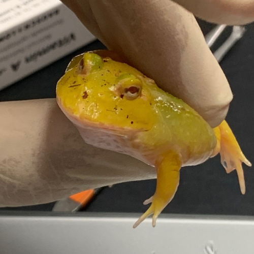 vetexotics-docteur-werts-veterinaire-animaux-nac-animauxdecompagnie-animauxdezoo-animauxexotiques-monthey-choex-valais-15