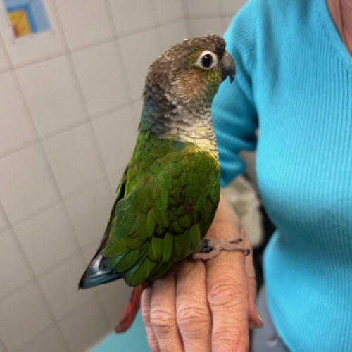 vetexotics-docteur-werts-veterinaire-animaux-nac-animauxdecompagnie-animauxdezoo-animauxexotiques-monthey-choex-valais-17