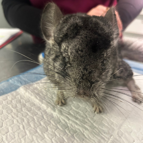 vetexotics-docteur-werts-veterinaire-animaux-nac-animauxdecompagnie-animauxdezoo-animauxexotiques-monthey-choex-valais-18