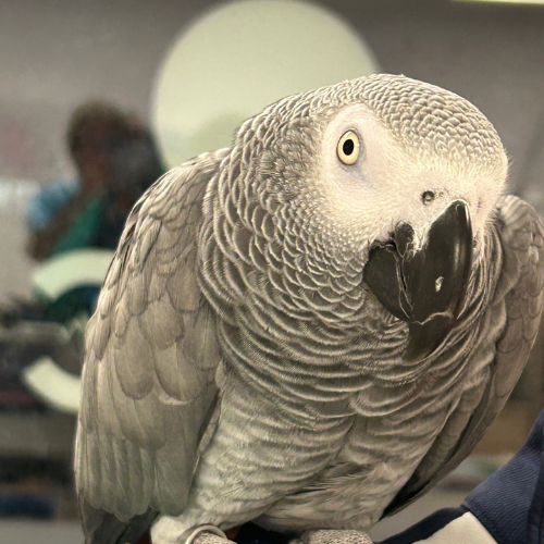 vetexotics-docteur-werts-veterinaire-animaux-nac-animauxdecompagnie-animauxdezoo-animauxexotiques-monthey-choex-valais-20