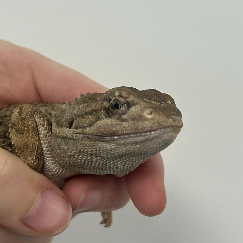 vetexotics-docteur-werts-veterinaire-animaux-nac-animauxdecompagnie-animauxdezoo-animauxexotiques-monthey-choex-valais-21