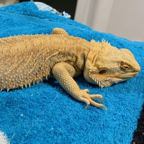 vetexotics-docteur-werts-veterinaire-animaux-nac-animauxdecompagnie-animauxdezoo-animauxexotiques-monthey-choex-valais-22