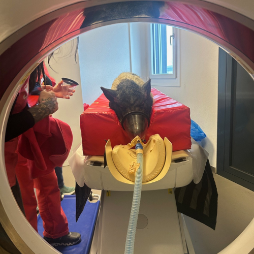 vetexotics-docteur-werts-veterinaire-animaux-nac-animauxdecompagnie-animauxdezoo-animauxexotiques-monthey-choex-valais-23