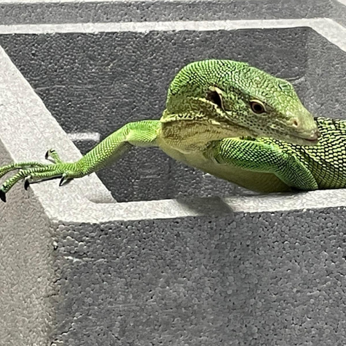 vetexotics-docteur-werts-veterinaire-animaux-nac-animauxdecompagnie-animauxdezoo-animauxexotiques-monthey-choex-valais-24