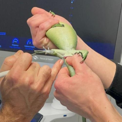 vetexotics-docteur-werts-veterinaire-animaux-nac-animauxdecompagnie-animauxdezoo-animauxexotiques-monthey-choex-valais-25